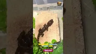 Thumbnail: A baby crocodile caught on a fishing hook was given a second chance by a kind young man. #crocodile
