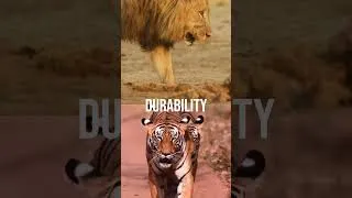 Thumbnail: Tiger Vs Lion In A Fight!