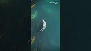 Thumbnail: Discover the Stunning Ards Pennisula in Northern Ireland #shortsfeed #viralvideo #viralshorts #short