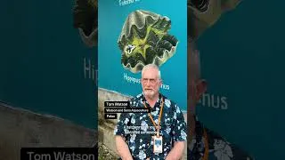 Thumbnail: Reviving Palau's Giant Clams