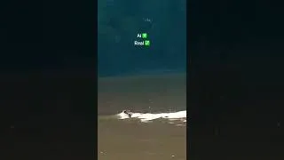 Thumbnail: Rare Footage of a jaguar swimming in the Amazon. #wildlife