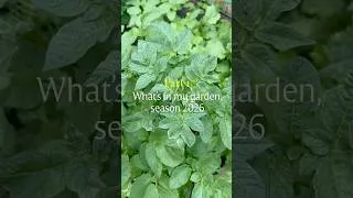 Thumbnail: Growing food. Growing gratitude. 🌱💚 #GardenJourney #HomeGarden #GrowYourOwnFood #GardeningLife