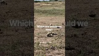 Thumbnail: Enjoying life with our dogs#northdakota #prairiedog #nationalpark #rvlife #nomadlife #staywild