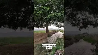 Thumbnail: Rural life:White mulberry in spring