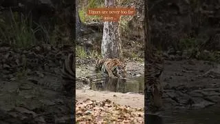 Thumbnail: 🐅 Luxury Jungle Stay! 🌿 Pench Safari #PenchTigerReserve #wildlifeindia #luxurysafari