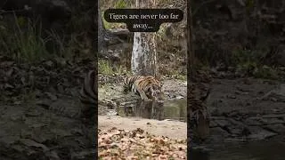 Thumbnail: 🐅 We Slept in Tiger Territory! 🌿 Pench Safari #PenchTigerReserve #wildlifeindia