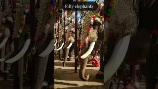 Thumbnail: 🐘50 Elephants, One Ritual | Thrissur Pooram 🐘✨ #thrissurpooram  #kerala  #incredibleindia