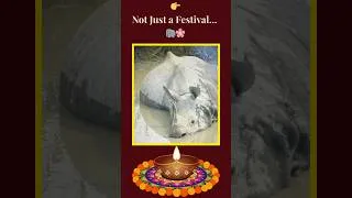 Thumbnail: Rongali Bihu 🌸 | Assam in Spring | Where the Wild Meets the Festival 🐘#rongalibihu #assam