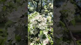 Thumbnail: Beautiful white flower