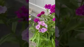 Thumbnail: Sweet William flower #flowers #garden