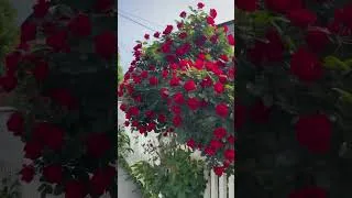Thumbnail: Red Roses