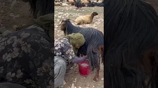 Thumbnail: Real Village Life in Iran 🇮🇷|Traditional Iranian Cooking #nomadicfamily #rurallife #iran #village