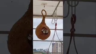 Thumbnail: #birds #birdnest #birdtrend #birdsounds #sparrow #birdlovers #ytshorts #ytshortsindia #shortvideo