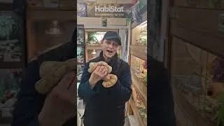 Thumbnail: Do you give your reptiles health inspections? #reptilekeeping #reptilekeeper #reptiles #ballpython