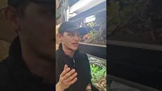 Thumbnail: Why I dont put Hatchling snakes streight into a vivarium #cornsnake #ballpython #milksnakes #snakes