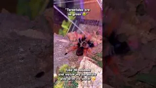 Thumbnail: Fireleg goes for a swim! 🕷️💦 #tarantula
