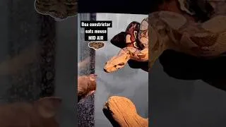 Thumbnail: Boa eats a mouse MID AIR! ✨🐍 #boaimperator