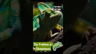 Thumbnail: The Problem with Chameleons ❌ #reptiles