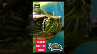 Thumbnail: Slider Turtles SUCK 🐢❌ #reptiles