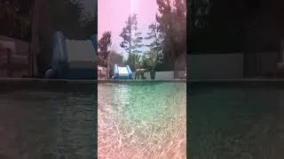 Thumbnail: MYLO detected a Bear!! (: