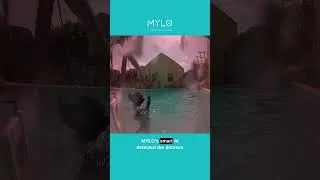 Thumbnail: Dog Falls Into Pool – Rescued in Under a Minute Thanks to MYLO