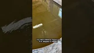Thumbnail: You Won’t Believe There’s an 11 ft. Alligator in HERE!!! #shorts #alligator