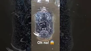 Thumbnail: Alligator Fish Introduction DISASTER 😩#shorts #alligator