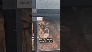 Thumbnail: My Pet Spider Has A Big Butt #shorts #spider