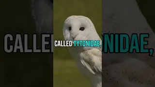Thumbnail: Owls: Night Hunters With Silent Wings and Sharp Hearing #Owls #BirdsOfPrey #WildlifeEducation