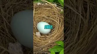 Thumbnail: How Birds and Animals Build Nests to Protect Their Young #BirdNests #NestingInstinct #EggsAndYoung