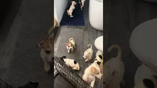 Thumbnail: Abandoned Pups after being taken home and given warm bath. Happy and healthy. Will find good homes.
