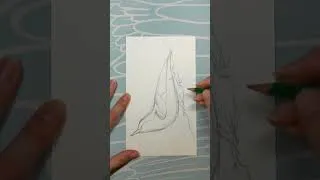 Thumbnail: Draw a White-breasted Nuthatch—Summer Sketching Series 1