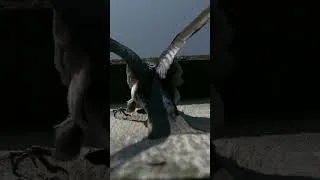 Thumbnail: Watch the Masterful Flight of Tree Swallows: Wild Birds Revealed