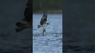 Thumbnail: The Slow Motion Beauty and Skill of an Ospreys Dive: Wild Birds Revealed #birds #wildlife #birding