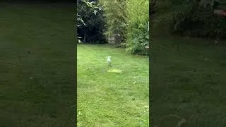 Thumbnail: Frankie the flamingo gets the zoomies at Paradise Park Wildlife Sanctuary in Cornwall