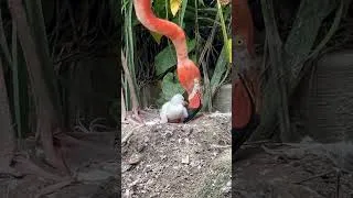 Thumbnail: Flamingo chicks first attempt at standing at Paradise Park Wildlife Sanctuary in Corneall