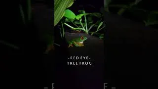 Thumbnail: Red-Eyed Tree Frog | Arenal Night Walk Experience
