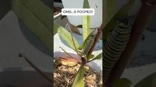 Thumbnail: Why I’m Protecting This Monarch Caterpillar