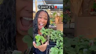 Thumbnail: How to Turn 1 Strawberry Plant Into 5 🍓 #backyardgarden #beginnergardening #gardeningtips