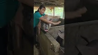 Thumbnail: I'm a voracious pig, I don't like to play, I just want to eat. #Shosts #pig #Pigcare
