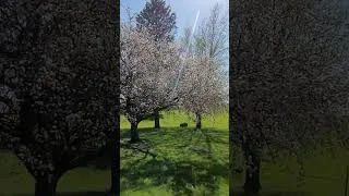 Thumbnail: The smells of spring!