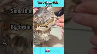 Thumbnail: Top 5 Clever Cats  Part 3