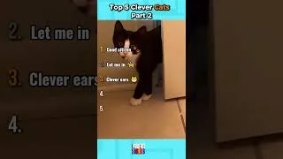 Thumbnail: Top 5 Clever Cats  Part 2