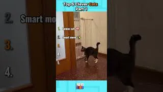 Thumbnail: Top 5 Clever Cats  Part 1