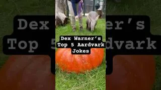 Thumbnail: Aardvark Jokes