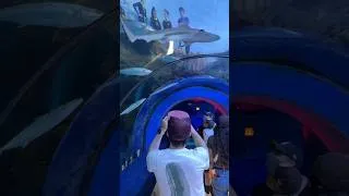 Thumbnail: Inside the Shark Tunnel at SeaWorld San Diego | Sharks & Marine Life Up Close (2026)