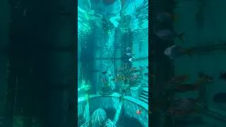 Thumbnail: Aquarium at Journey to Atlantis | Sea World San Diego #seaworld