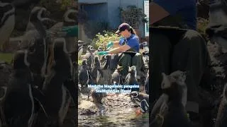 Thumbnail: 🐧 Meet the Magellanic penguins at SeaWorld San Diego!