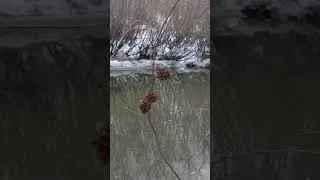 Thumbnail: Cozy Coziness - River Sounds Recording #river #riversounds #nature
