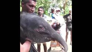 Thumbnail: Baby elephant lost in the jungle #elephant
